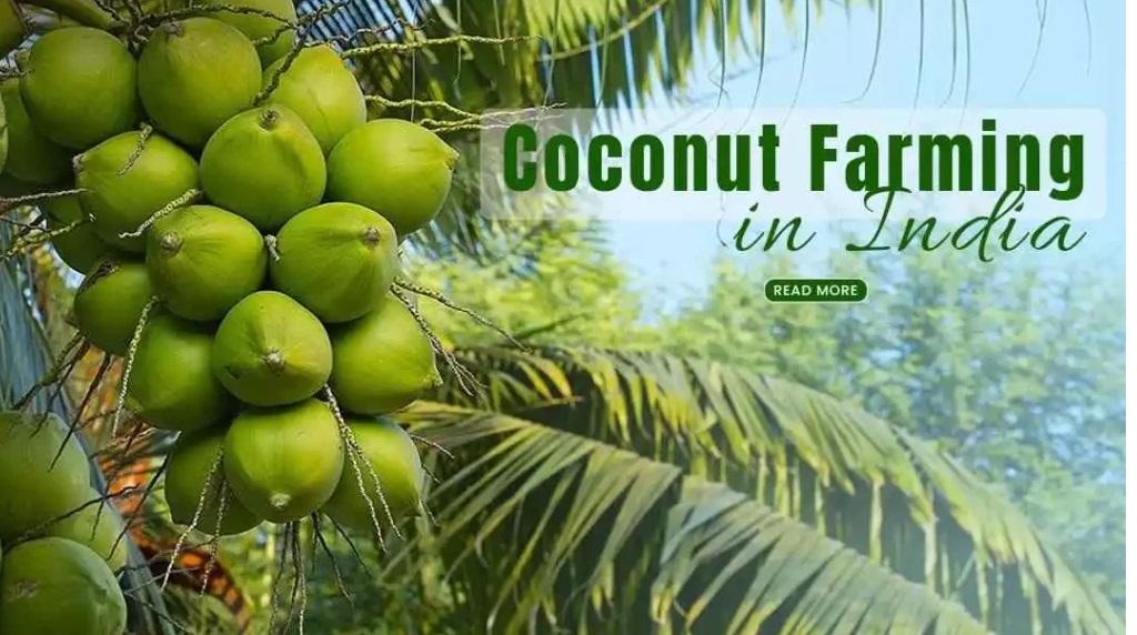 RAJMOTI COCONUT FARM